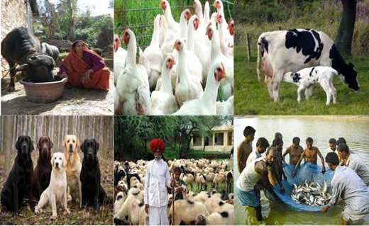 animals 0